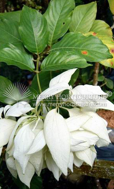 Mussaenda philippica 'Aurorae'